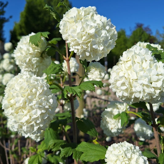 Viburnum opulus 'Roseum'
