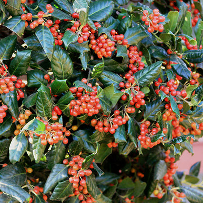 Ilex 'Nellie R Stevens' (Pleached)