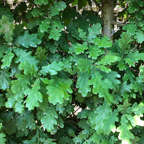 Quercus robur (Pleached)