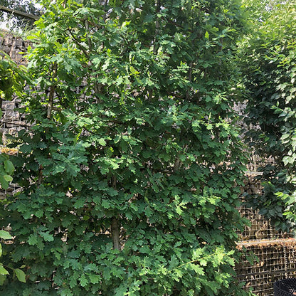 Quercus robur (Pleached)