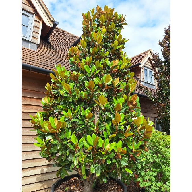 Magnolia grand. 'François Treyve'