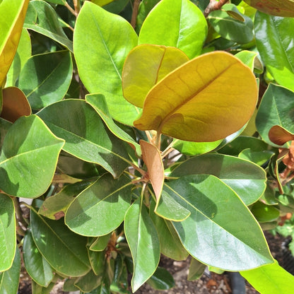 Magnolia grand. 'François Treyve'