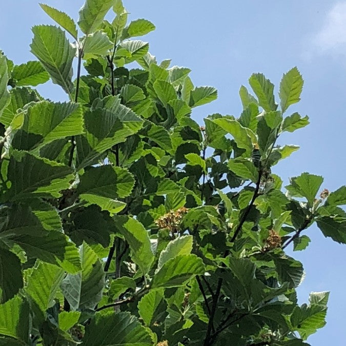 Sorbus incana