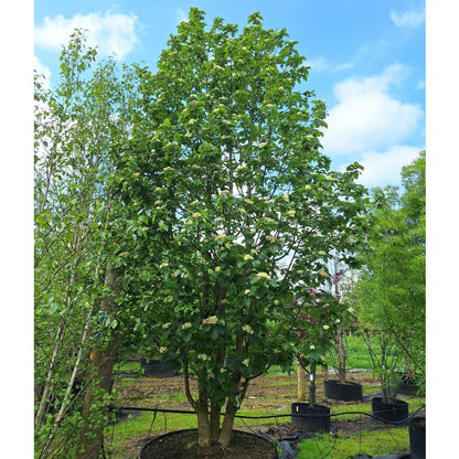 Sorbus incana