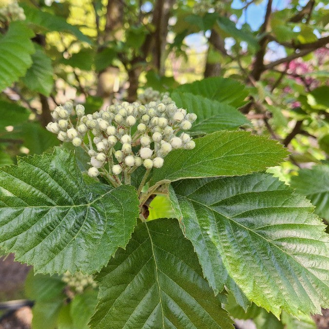 Sorbus incana