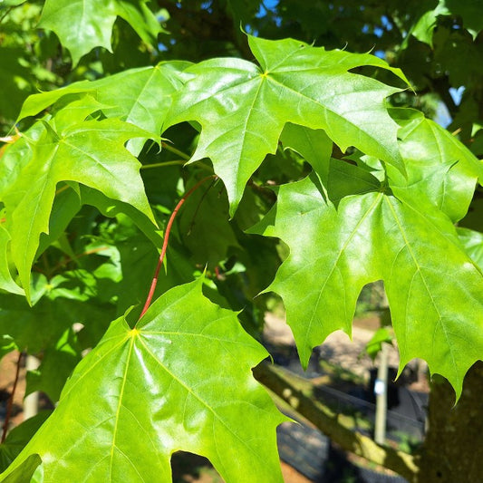 Acer 'Pacific Sunset'