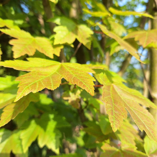 Acer rubrum 'Brandywine'