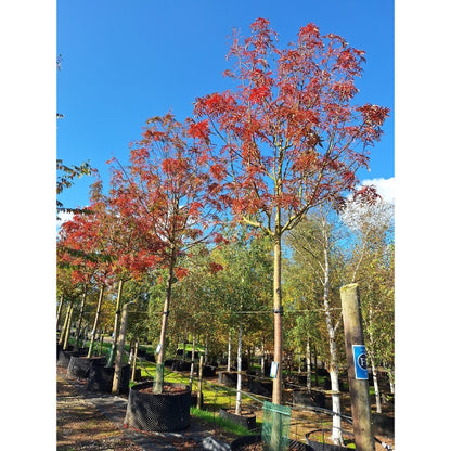 Sorbus ulleungensis 'Olympic Flame'