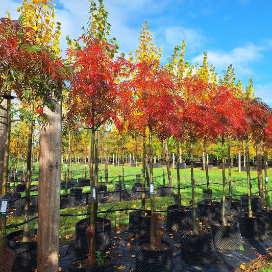 Sorbus ulleungensis 'Olympic Flame'