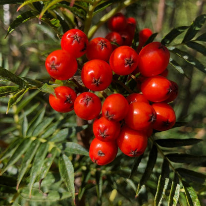 Sorbus ulleungensis 'Olympic Flame'