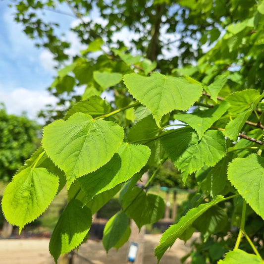 Tilia cordata 'Green Globe'