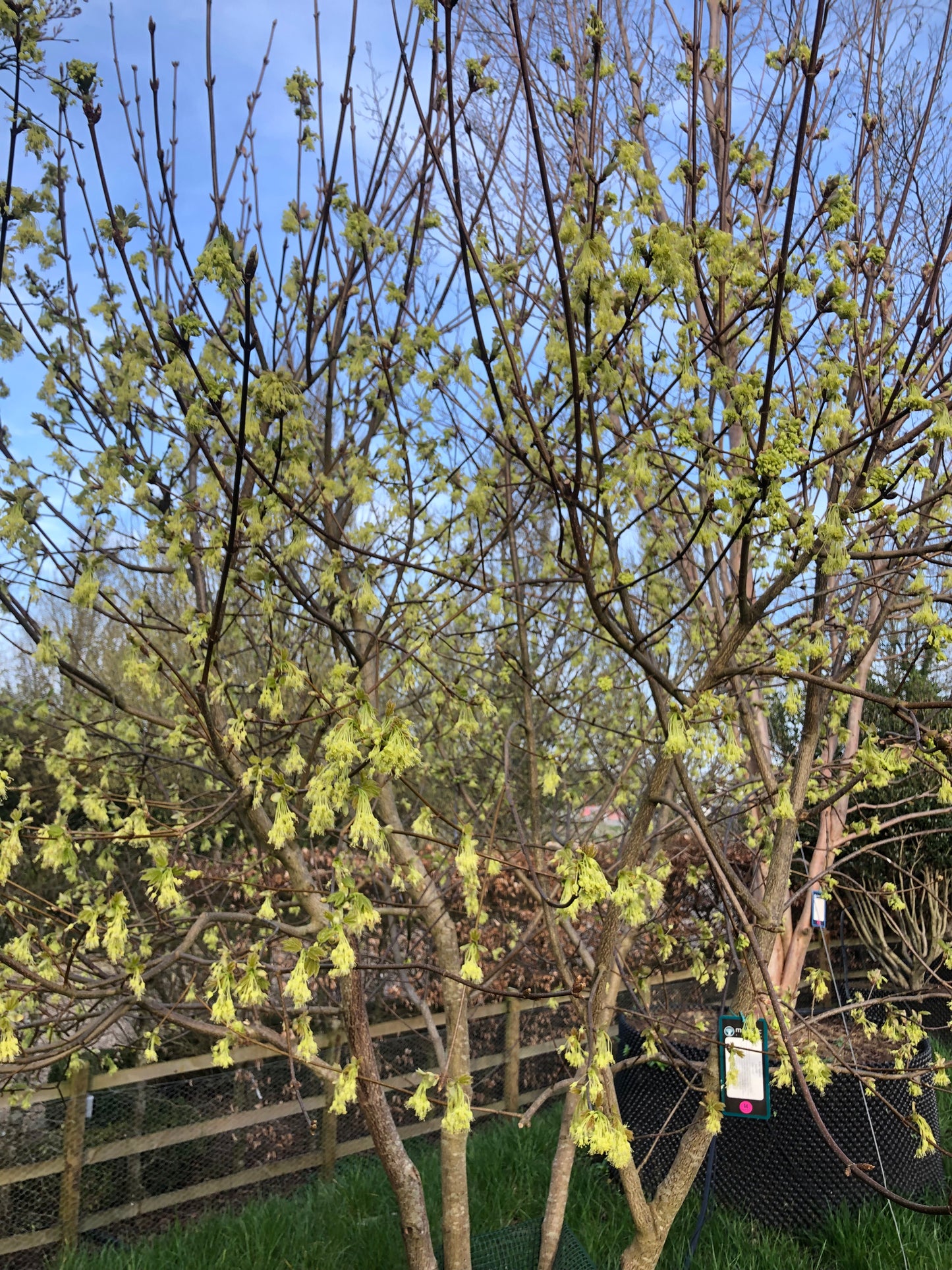 Acer opalus