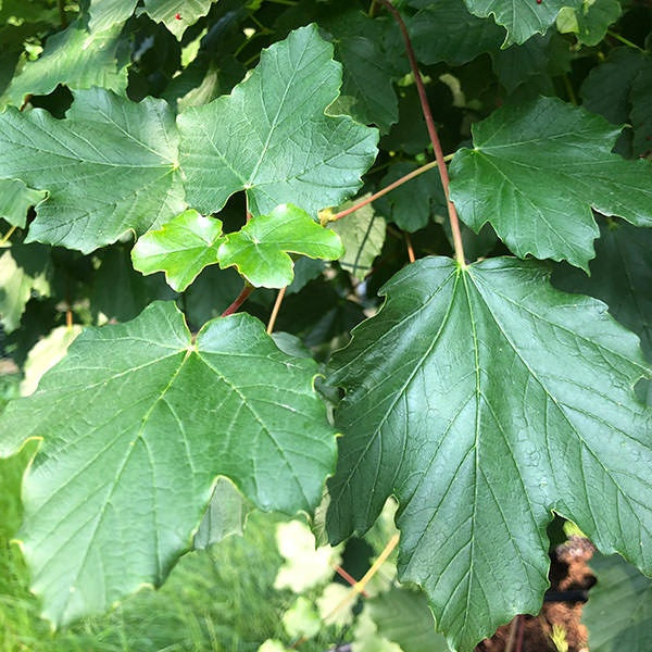 Acer opalus