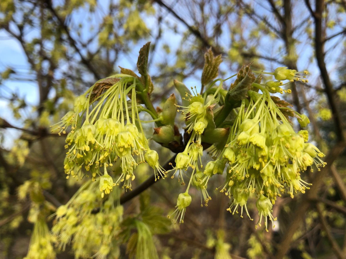 Acer opalus