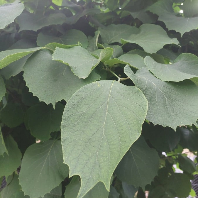 Styrax obassia