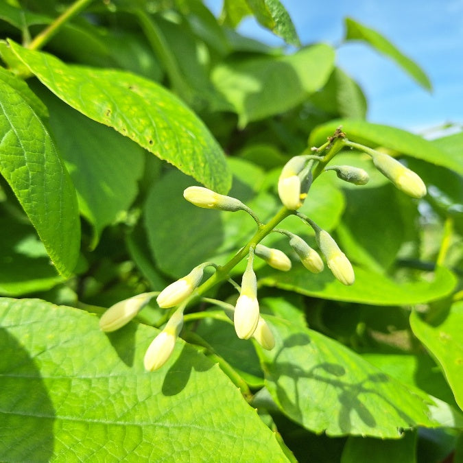 Styrax obassia