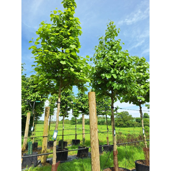 Styrax obassia