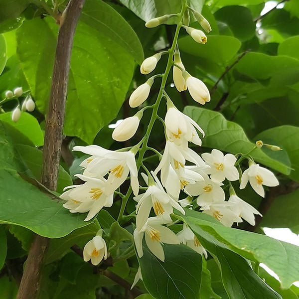 Styrax Powder Styrax obassia – Majestic Trees