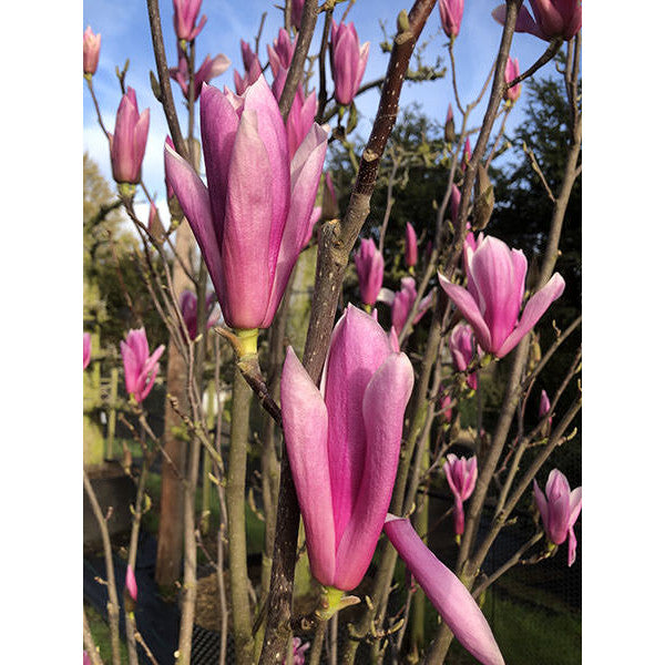 Magnolia 'Heaven Scent' (Pleached)