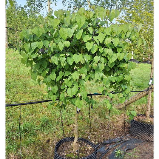 Cercis canadensis 'Lavender Twist'