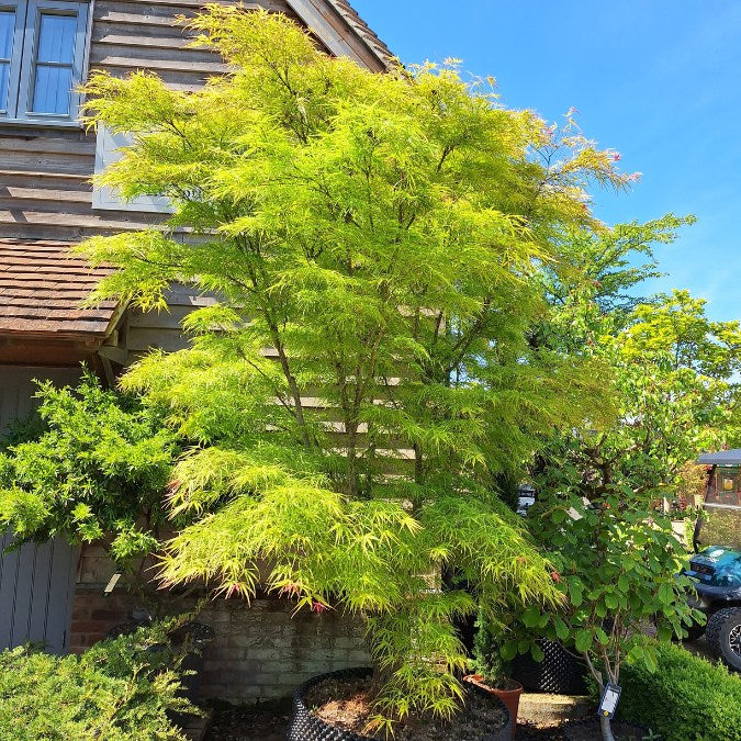 Acer palmatum 'Linearilobum'