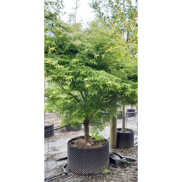 Acer palmatum 'Linearilobum'