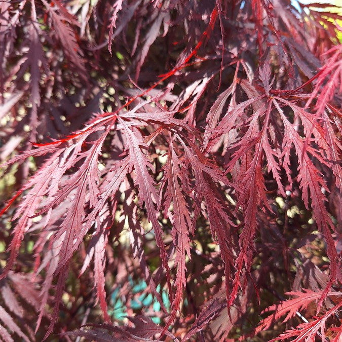 Acer palmatum 'Stella Rossa' (D)