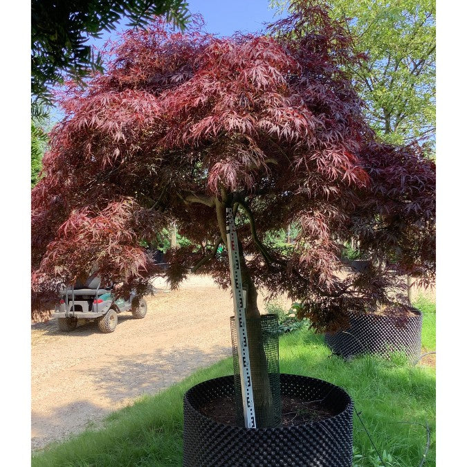 Acer palmatum 'Stella Rossa' (D)