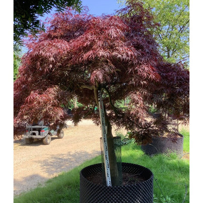 Acer palmatum 'Stella Rossa' (D)