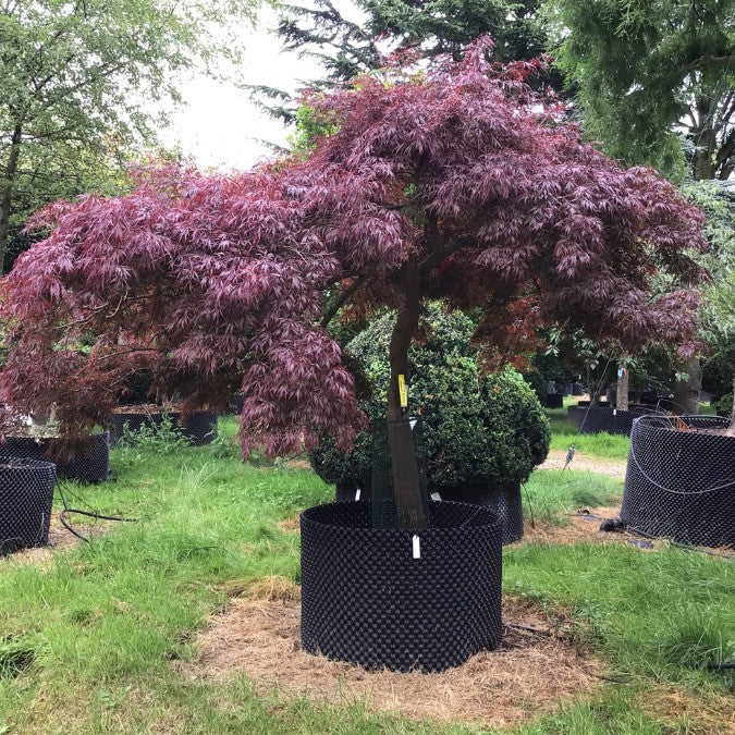 Acer palmatum 'Stella Rossa' (D)