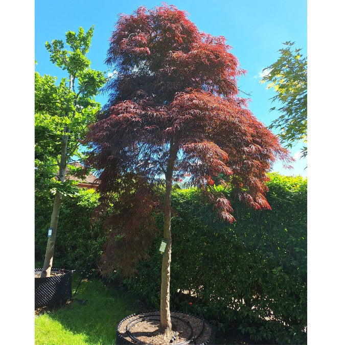 Acer palmatum 'Crimson Queen' (D)