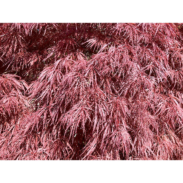 Acer palmatum 'Crimson Queen' (D)