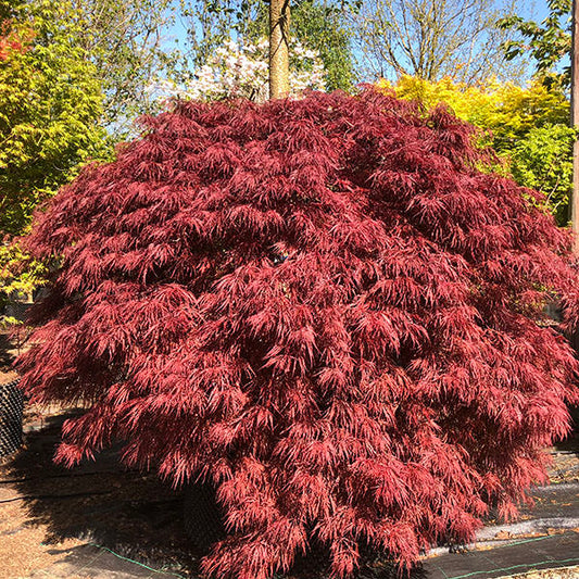 Acer palmatum 'Crimson Queen' (D)