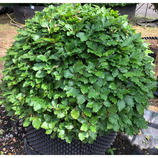 Fagus sylvatica (Topiary)