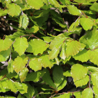 Fagus sylvatica (Topiary)