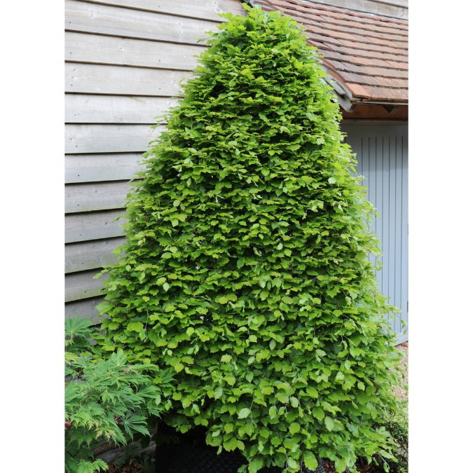 Fagus sylvatica (Topiary)