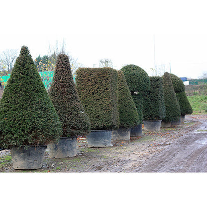 Taxus baccata (Topiary)