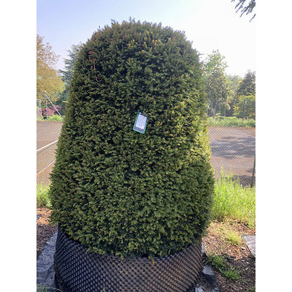 Taxus baccata (Topiary)