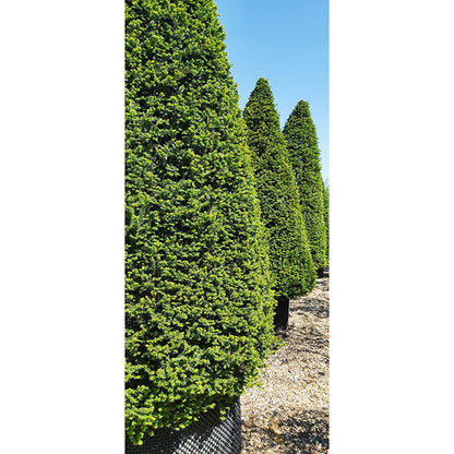 Taxus baccata (Topiary)