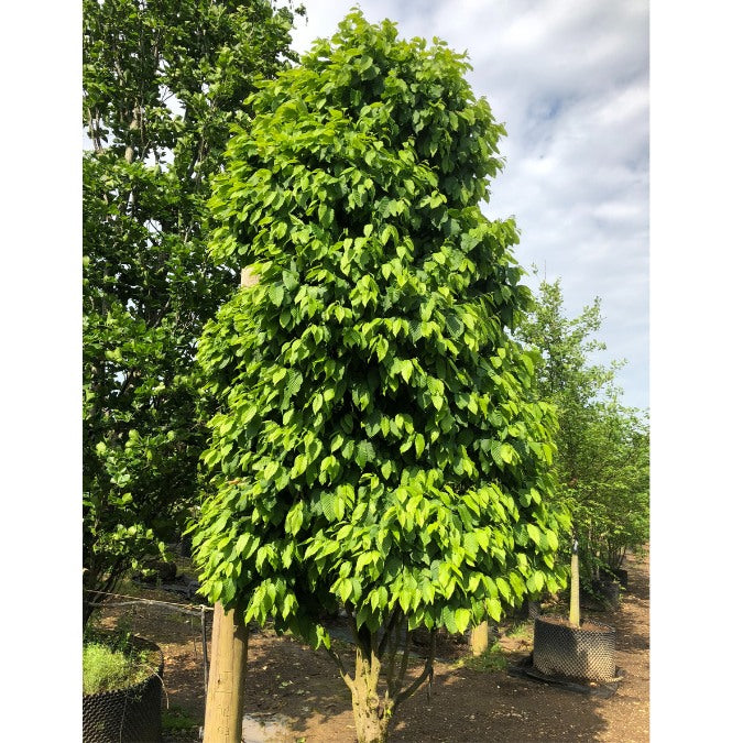 Carpinus betulus 'Monumentalis' (Topiary)