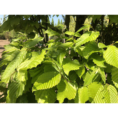 Carpinus betulus 'Monumentalis' (Topiary)