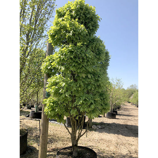 Carpinus betulus 'Monumentalis' (Topiary)