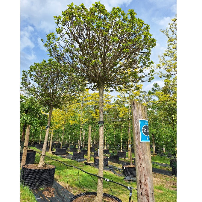 Catalpa bungei