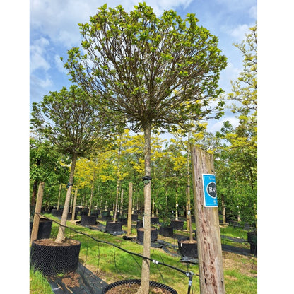 Catalpa bungei