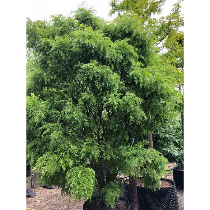 Gleditsia triacanthos 'Elegantissima'