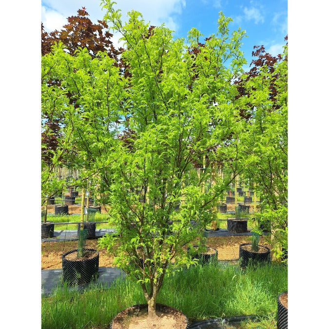 Gleditsia triacanthos 'Elegantissima'