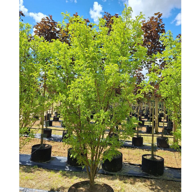 Gleditsia triacanthos 'Elegantissima'