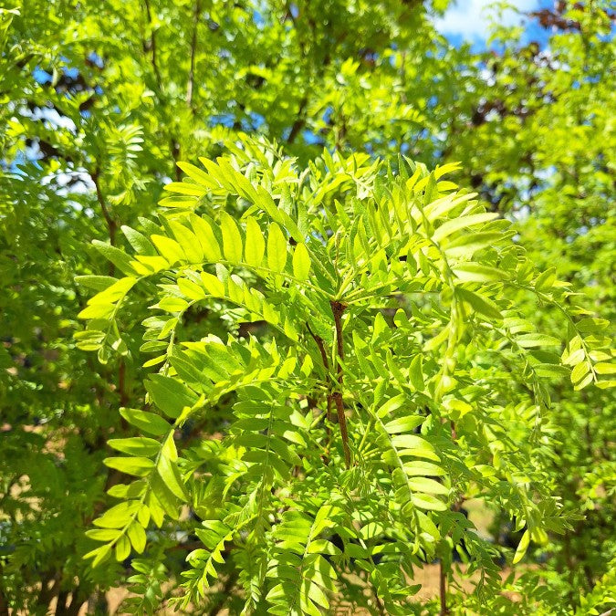 Gleditsia triacanthos 'Elegantissima'