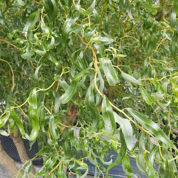 Salix × sepulcralis 'Erythroflexuosa'