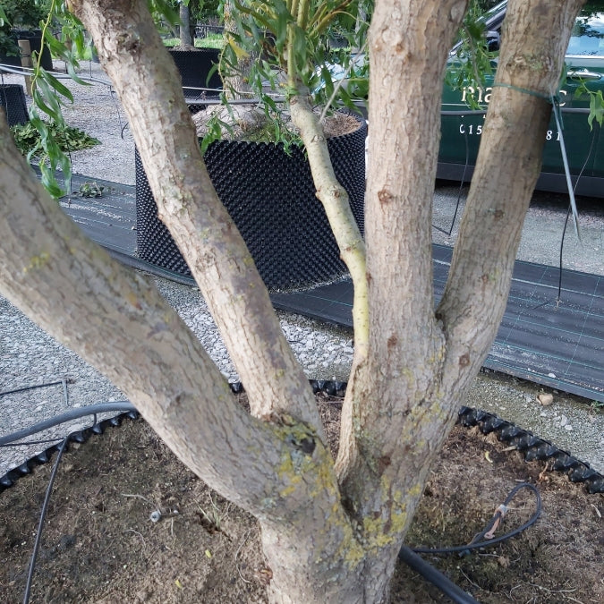 Salix × sepulcralis 'Erythroflexuosa'